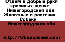 Отдам в добрые руки красивых щенят - Нижегородская обл. Животные и растения » Собаки   . Нижегородская обл.